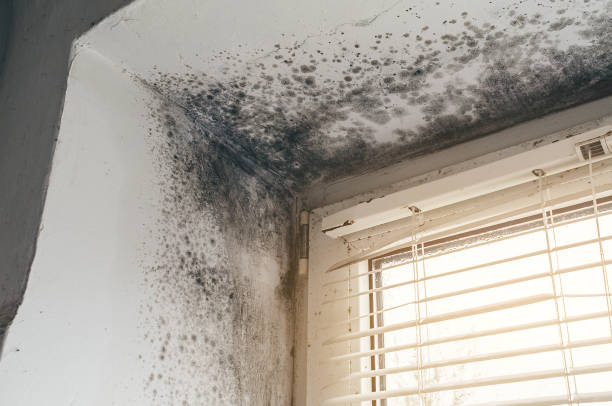 Affordable Mold Removal solutions in Monroe Township, NJ
